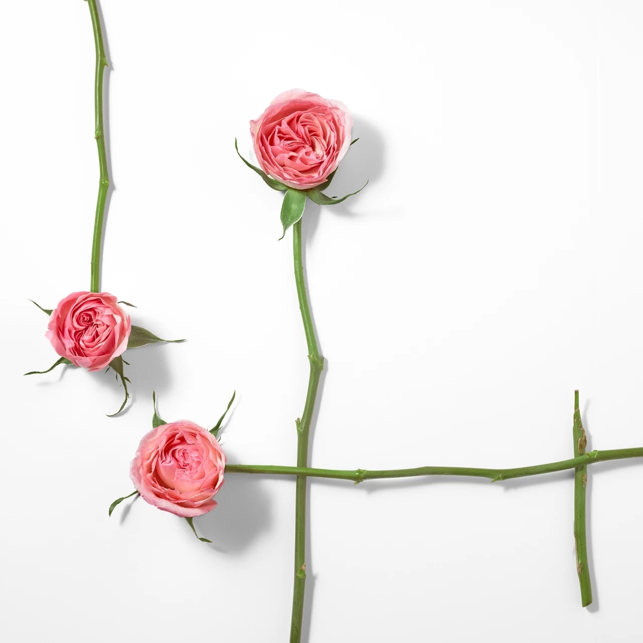 Issey Miyake L'EAU D'ISSEY ROSE & ROSE 5 Issey Miyake L'EAU D'ISSEY ROSE & ROSE - Imagen 3