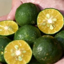 Shiseido Waso Shikulime Gel-to-Oil Cleanser 13 Shiseido Waso Shikulime Gel-to-Oil Cleanser -Tienda De Cosméticos 199131 6