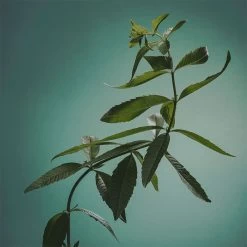 ADOLFO DOMINGUEZ Verbena Jengibre -Tienda De Cosméticos 211867 7