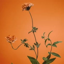 ADOLFO DOMINGUEZ Verbena Mandarina -Tienda De Cosméticos 211869 7